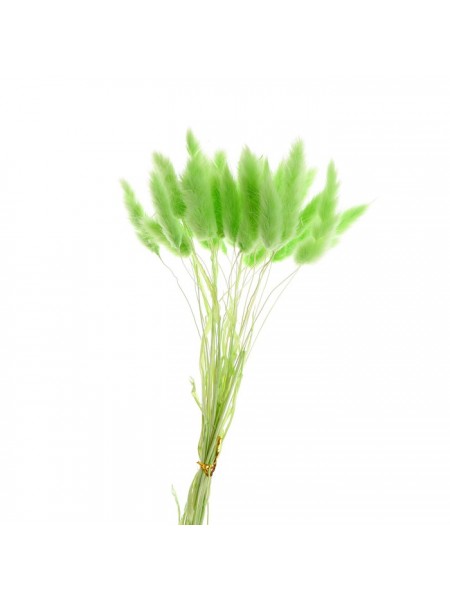 Лагурус набор 30 шт цвет зеленый сухие цветы