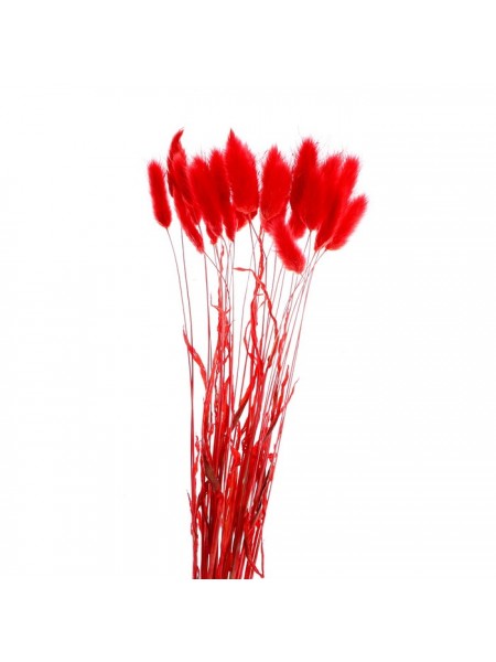 Лагурус набор 30 шт цвет красный сухие цветы