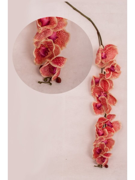 Орхидея фаленопсис Арлекин 137 см цвет белый с розовыми пятнами