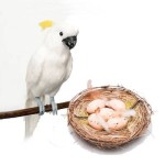 Искусственные птицы, декоративные гнезда и яйца для декора