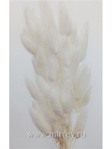 Лагурус сухоцветы 55-65 см (разм цветка 3-6 см) 50 шт цвет белый