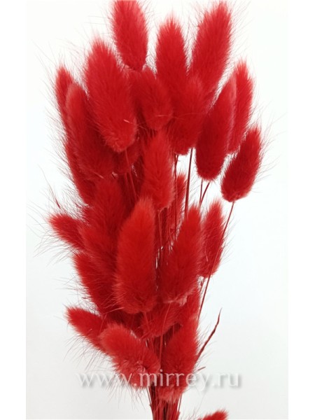 Лагурус сухоцветы 55-65 см (разм цветка 3-6 см) 50 шт цвет красный