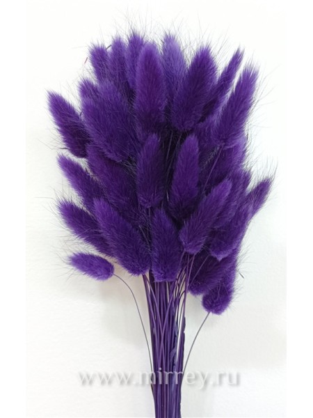 Лагурус сухоцветы 55-65 см (разм цветка 3-6 см) 50 шт цвет фиолетовый