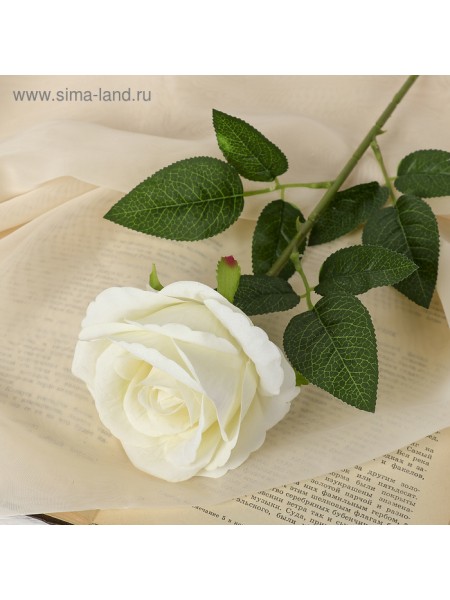 Роза боливийская 55 см d-8 см цвет белый
