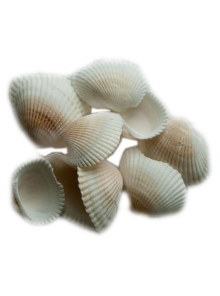 Ракушка морская  Ocean shell 150 гр HS-13-7