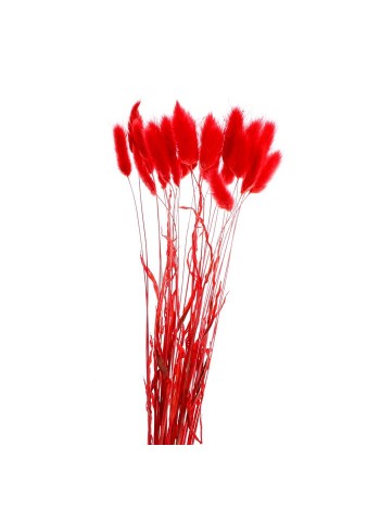 Лагурус набор 30 шт цвет красный сухие цветы