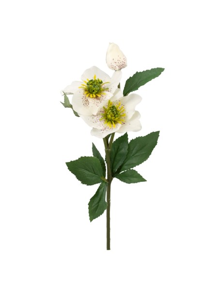 Хелеборус 40 см цвет белый