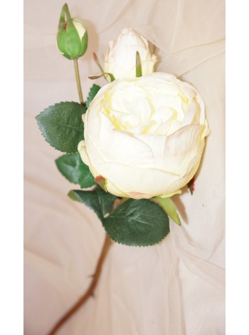 Роза пионовидная  белая 62 см