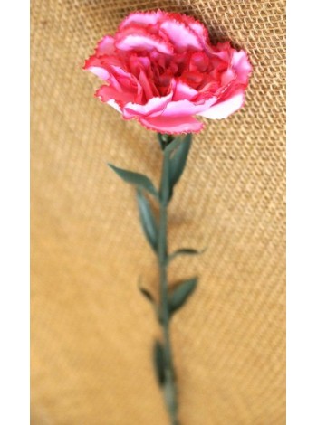 Гвоздика 70 см цвет розовый