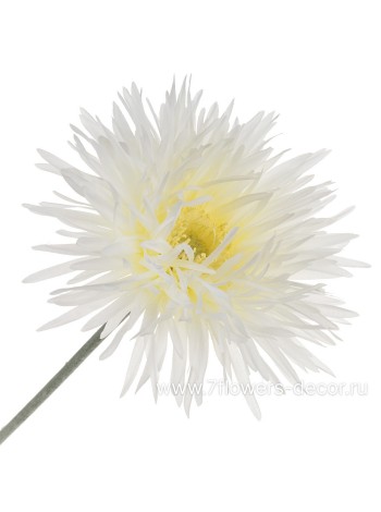 Гербера Спайдер 66 см цветок искусственный цвет кремовый