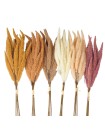 Кортадерия 64 см цвет микс HS-6-16 пампасная трава