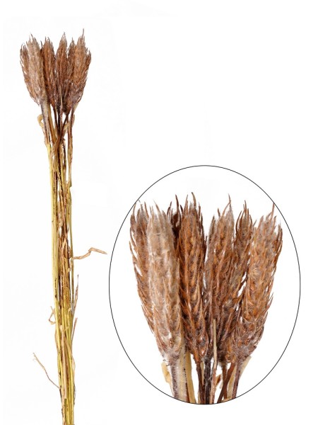 Колосья пшеницы 58 см цвет коричневый HS-6-28