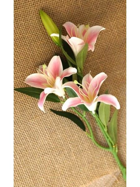 Лилия бело-розовая 3 цветка мелкая 58 см