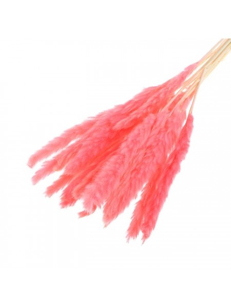 Камыш сухоцветы набор 15 шт цвет нежно-розовый