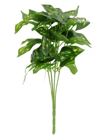 Фикус Шейха куст 35 см цвет зеленый HS-32-30