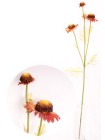 Хризантема корейская (медовые соты) цвет коричневый 80см