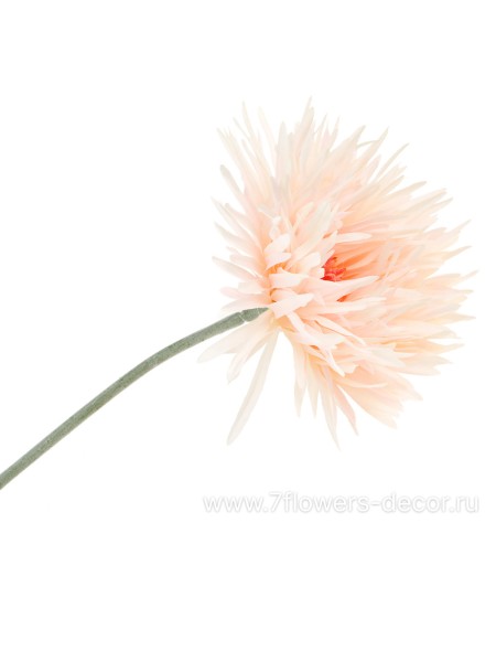 Гербера Спайдер 66 см цветок искусственный цвет светло-розовый Арт MF-4859-067-K